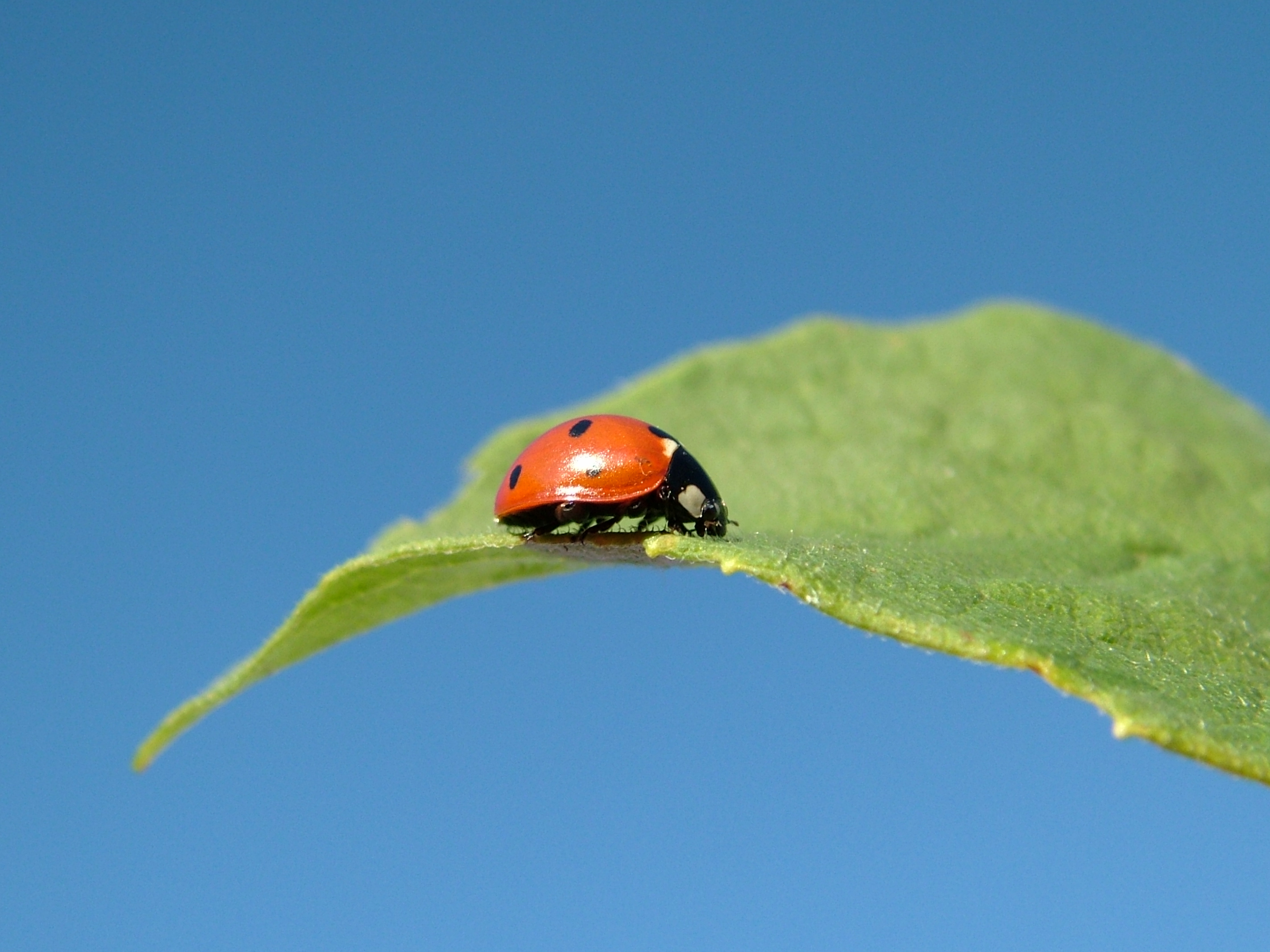 Marienkäfer auf Blatt